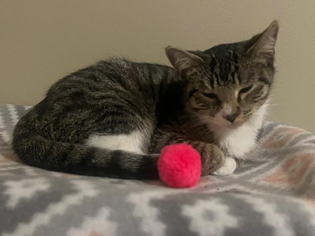 Enlarge Hope, a Adoptable mixed breed in OVERLAND PARK, KS image 4/4