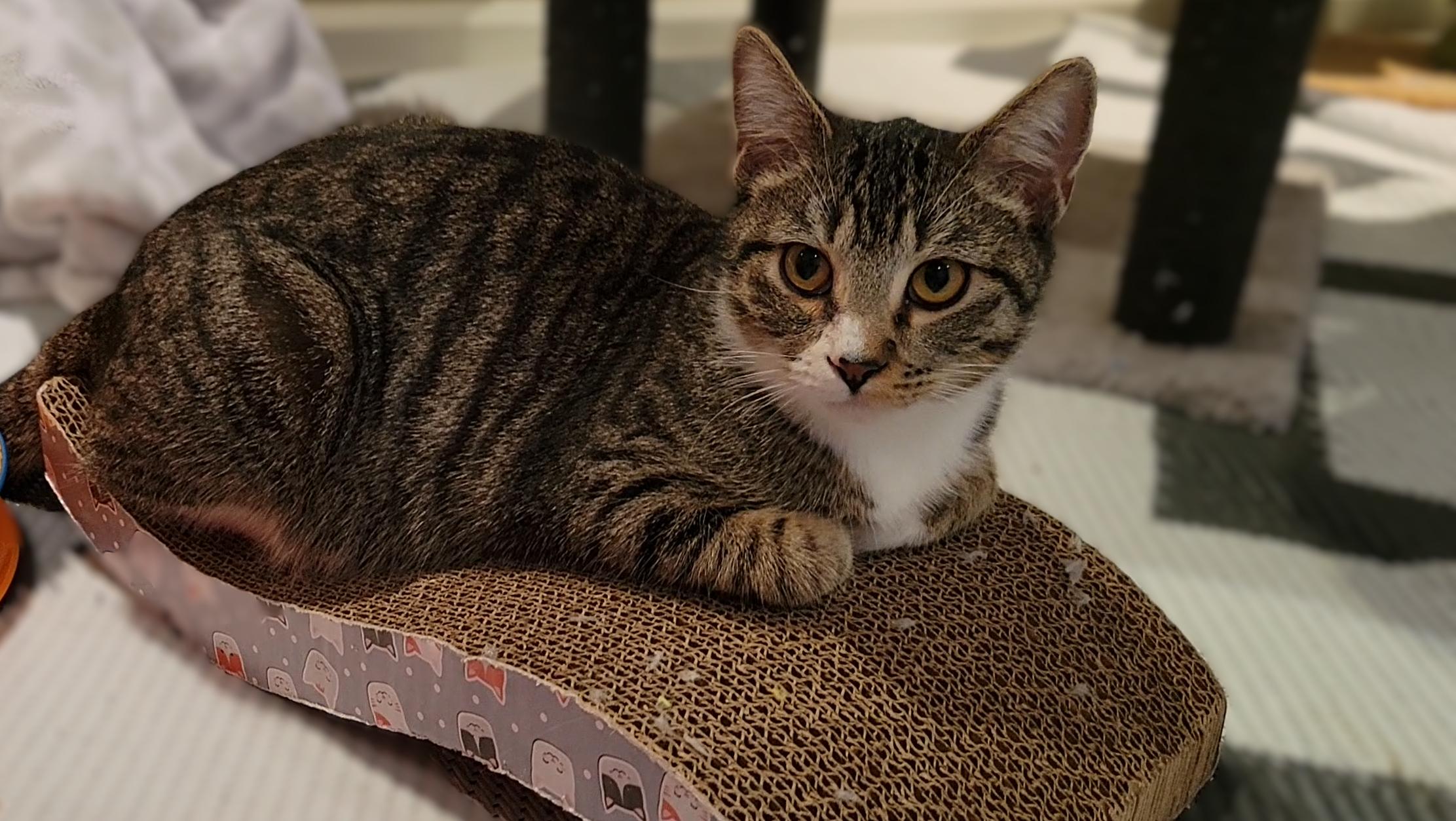 Hope, an adopted mixed breed in OVERLAND PARK, KS image 4/5