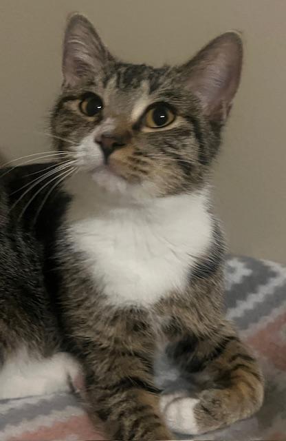 Hope, Adoptable, Young Female Tabby & Domestic Short Hair.