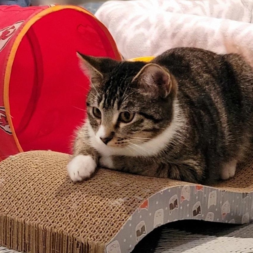 Hope, an adopted mixed breed in OVERLAND PARK, KS image 5/5