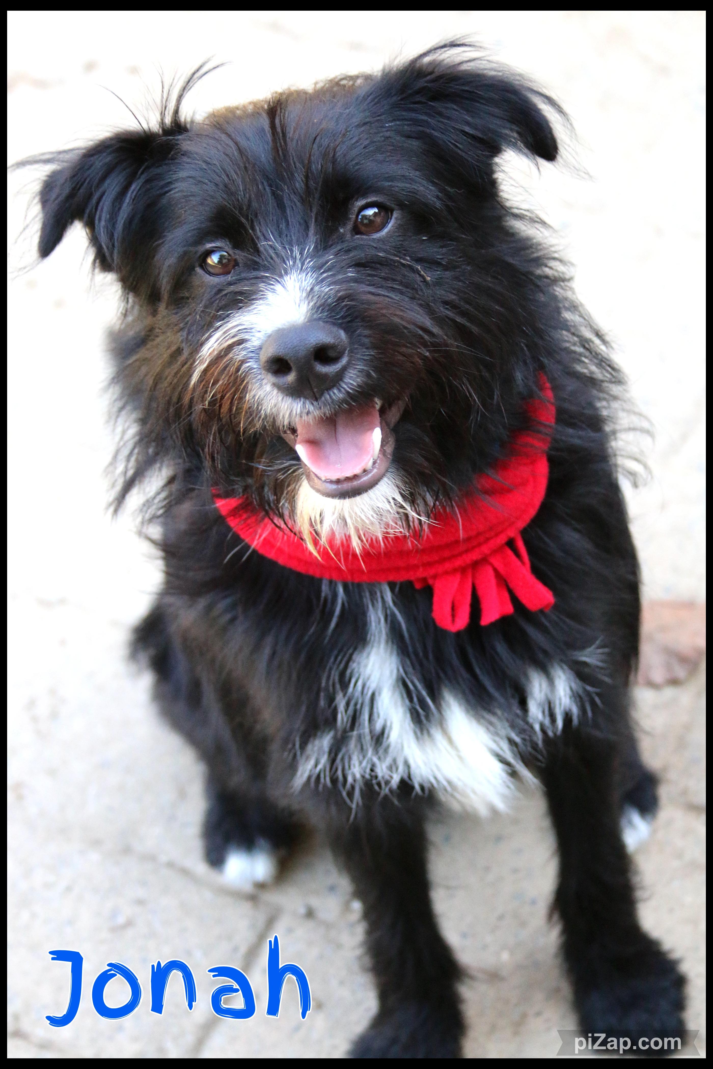 Enlarge Jonah, a Adoptable mixed breed in Shippenville, PA image 1/6