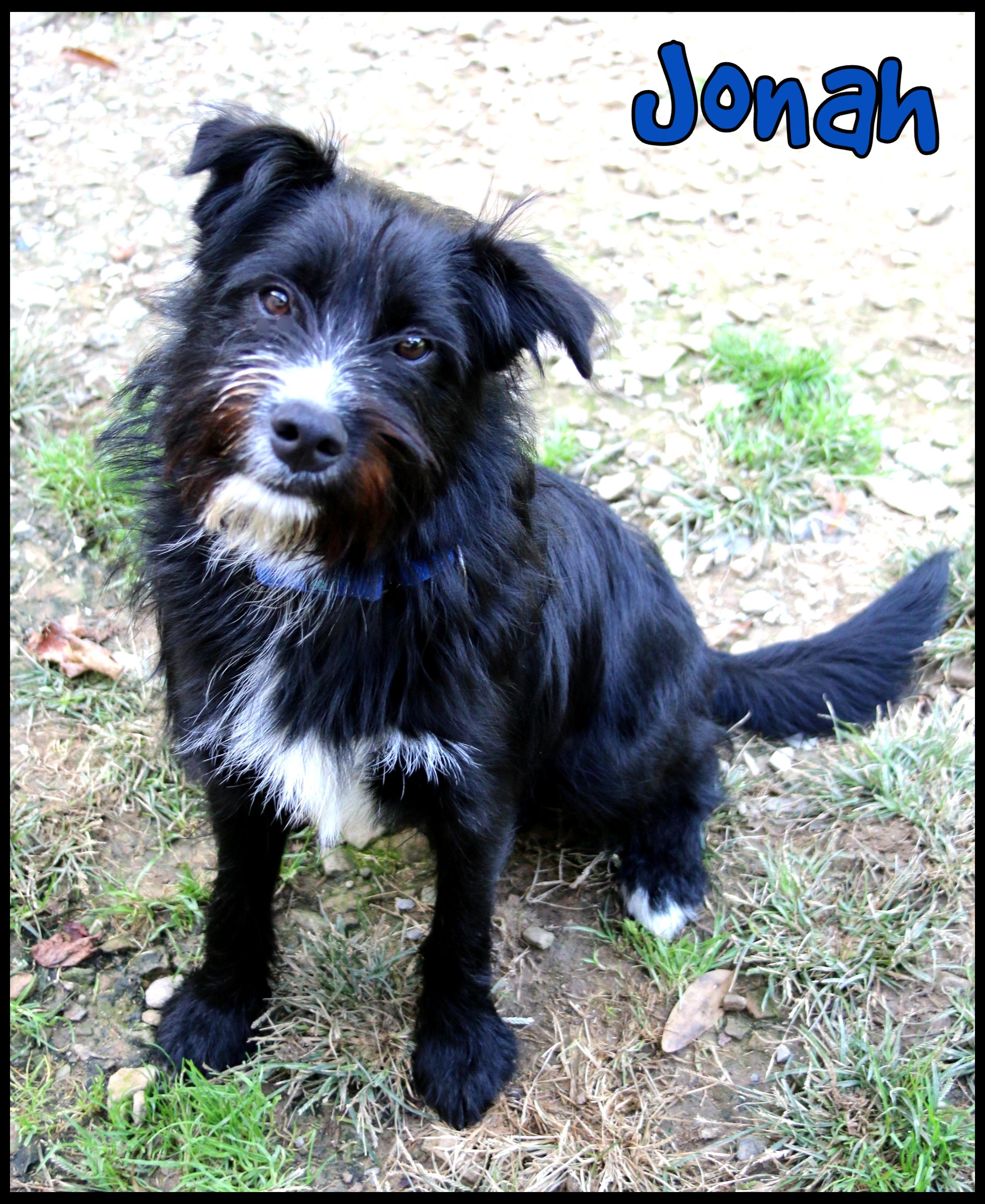 Enlarge Jonah, a Adoptable mixed breed in Shippenville, PA image 2/6