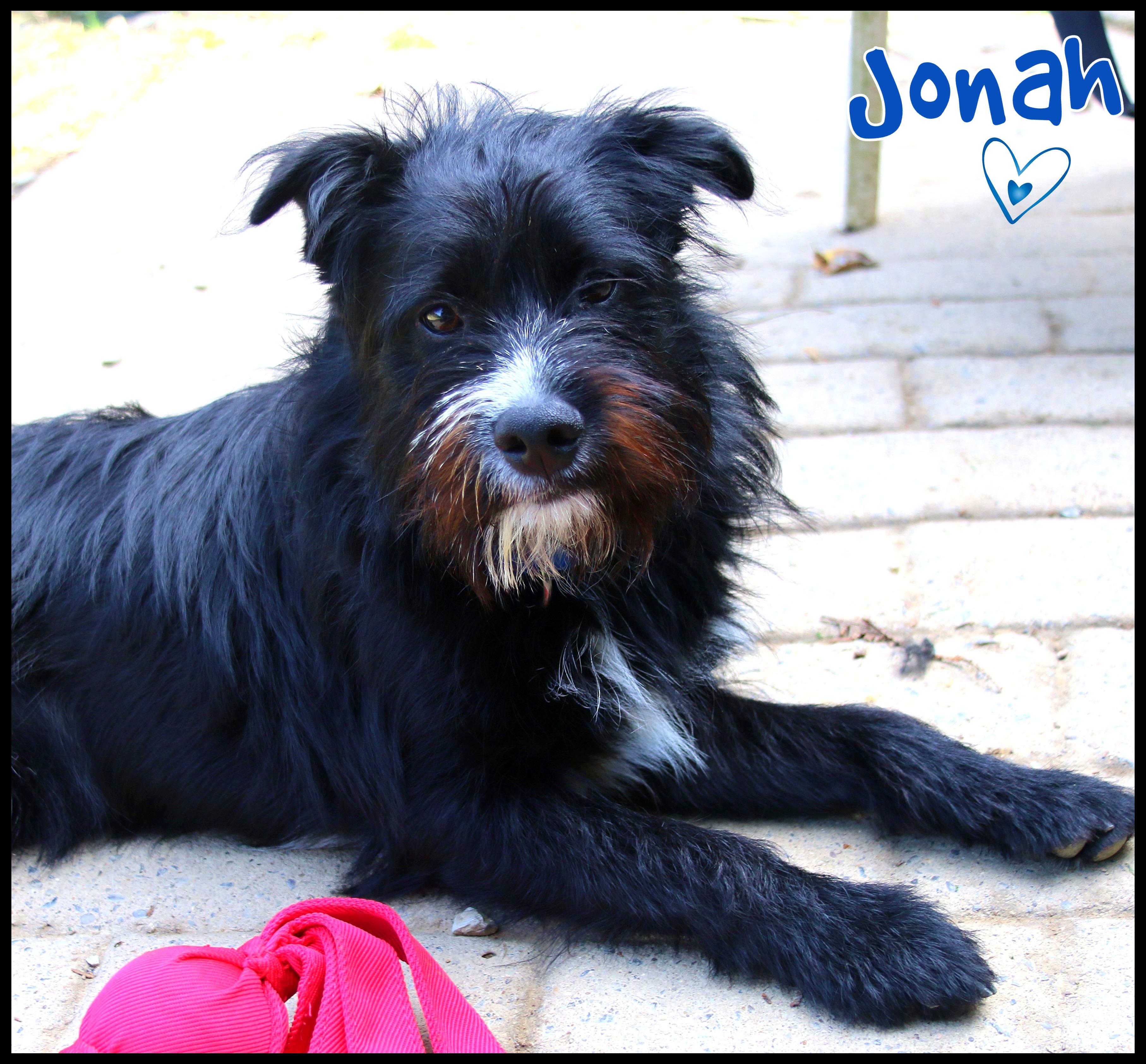 Enlarge Jonah, a Adoptable mixed breed in Shippenville, PA image 3/6