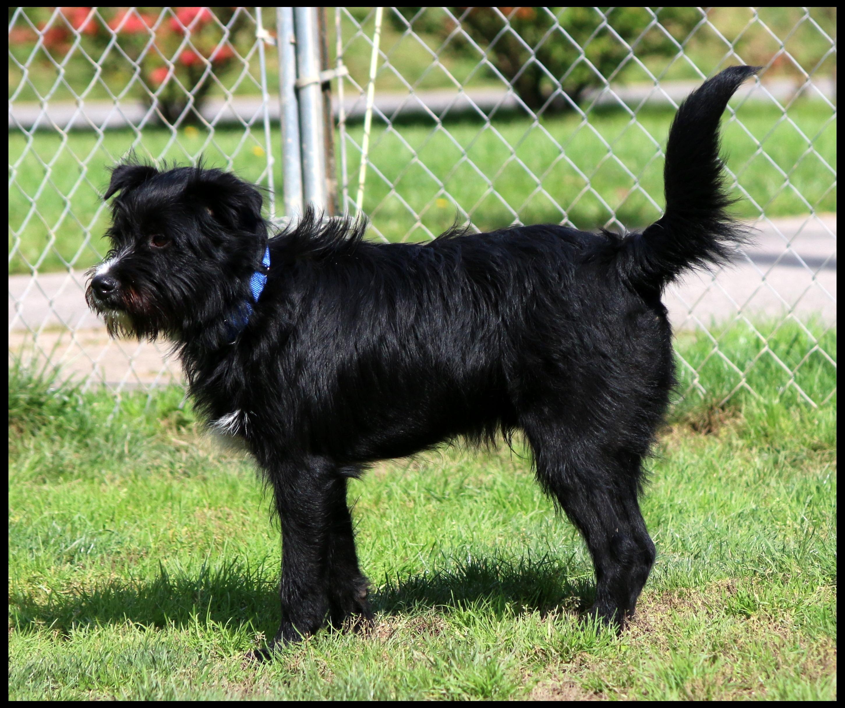Enlarge Jonah, a Adoptable mixed breed in Shippenville, PA image 4/6