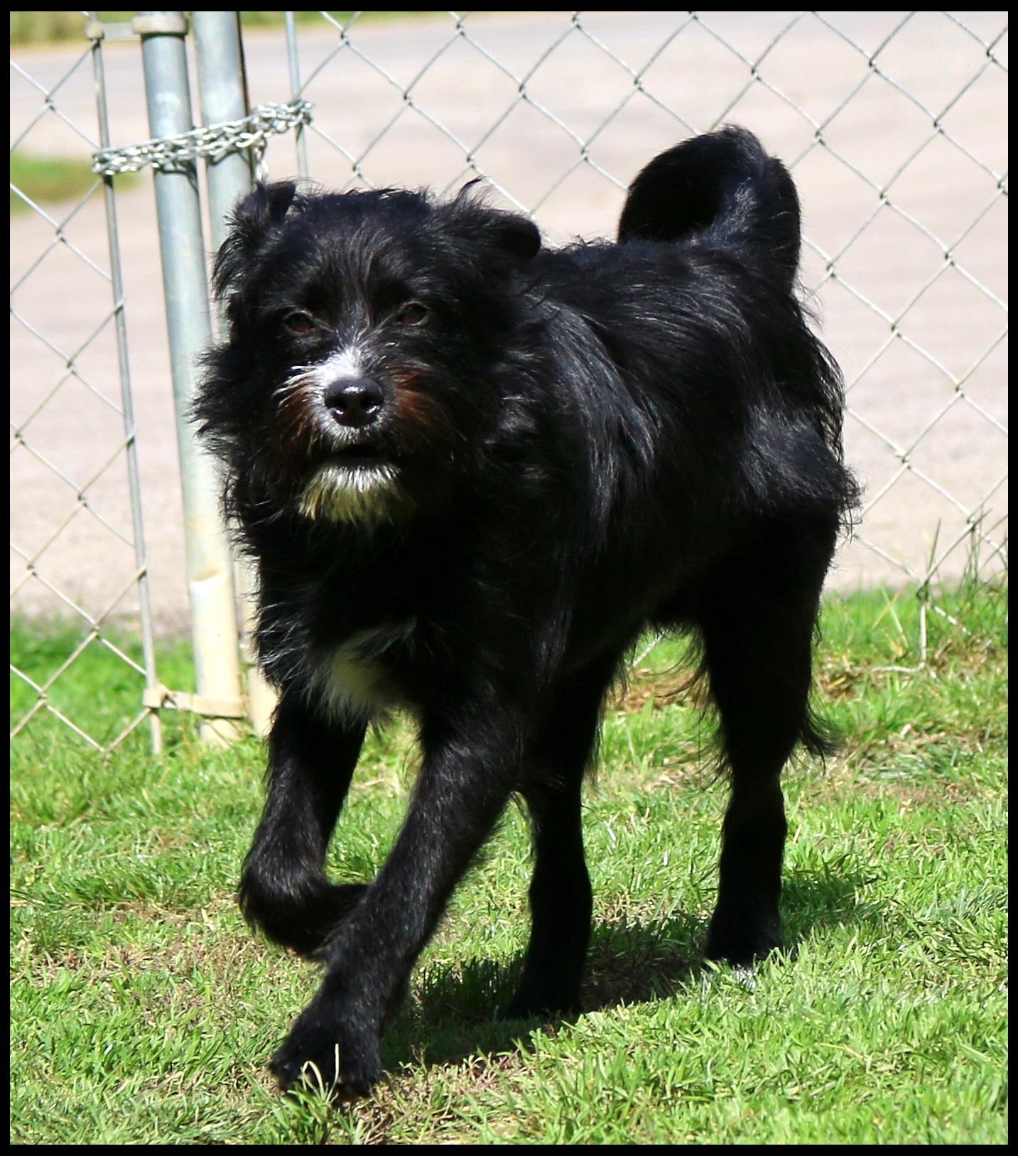 Enlarge Jonah, a Adoptable mixed breed in Shippenville, PA image 5/6