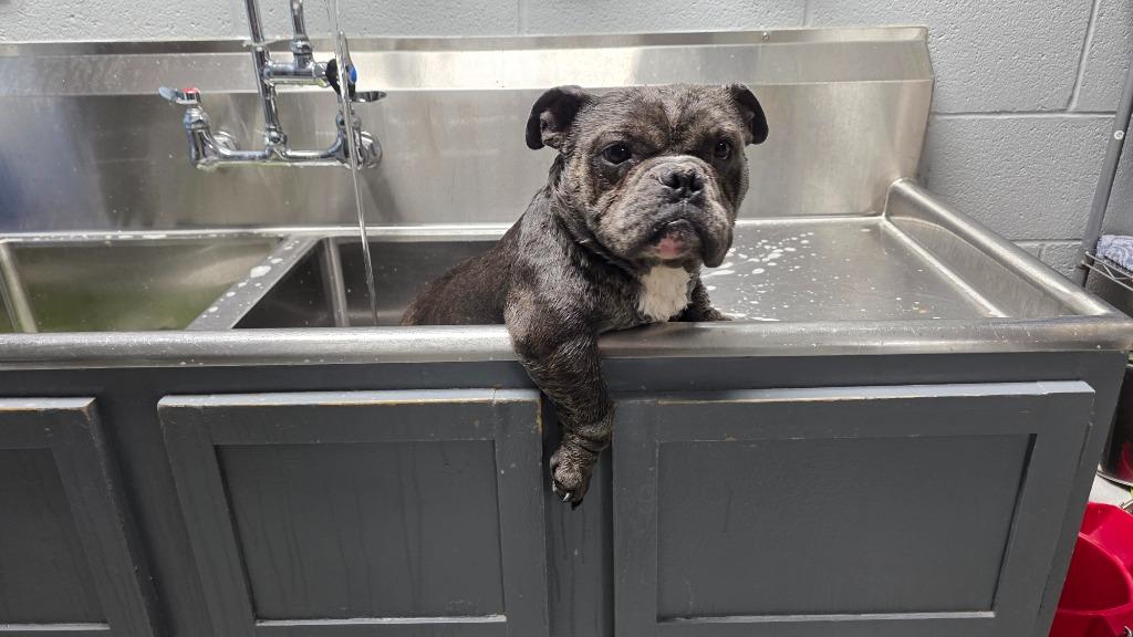 Enlarge Tootie ( p/u 4/29), a Adopted English Bulldog in Huntington, IN image 1/1