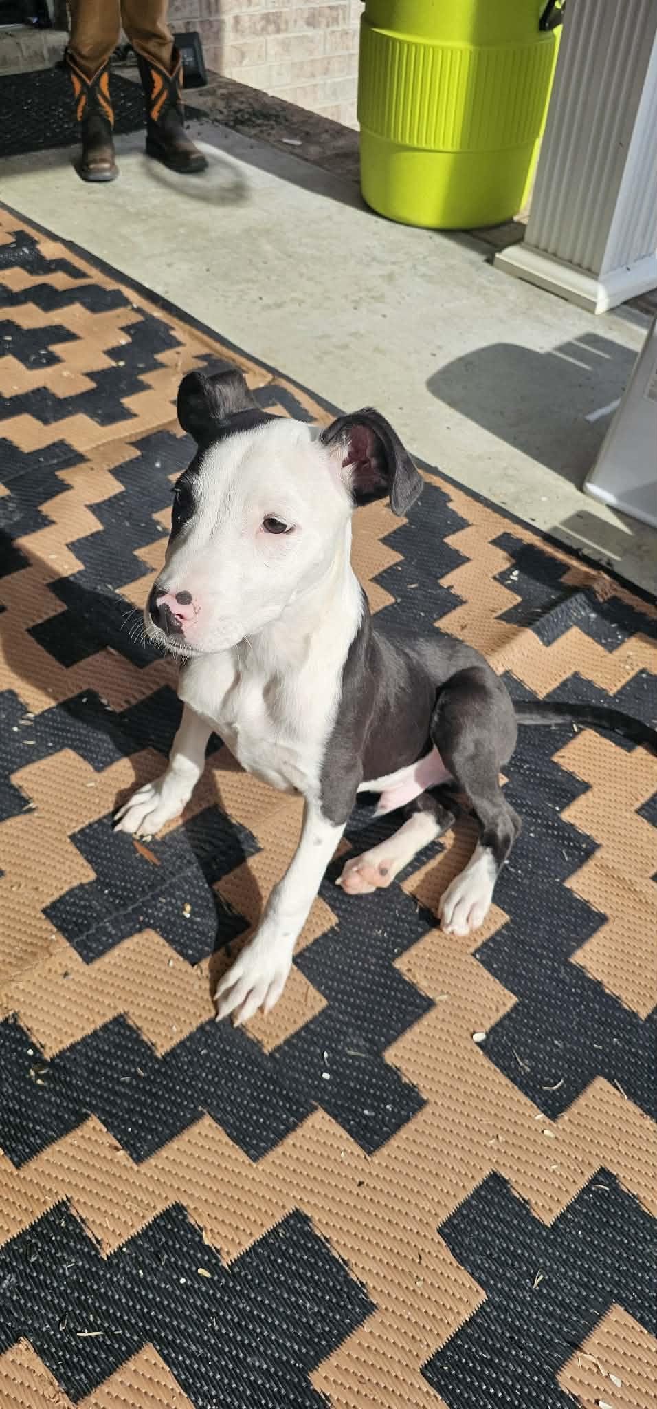 Enlarge Spruce, a ADOPTABLE Pit Bull Terrier in Austin, AR image 2/6