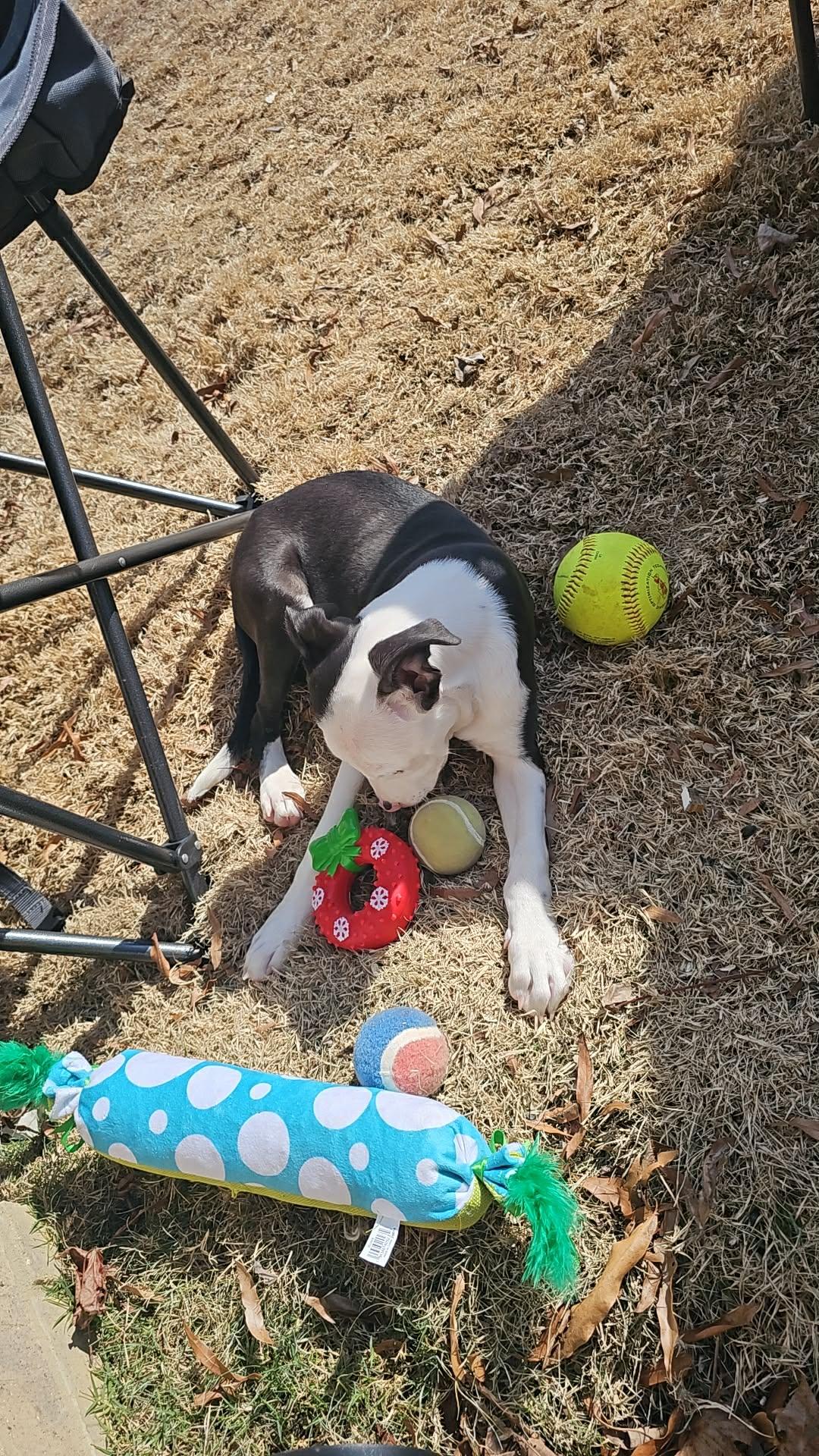 Enlarge Spruce, a ADOPTABLE Pit Bull Terrier in Austin, AR image 4/6