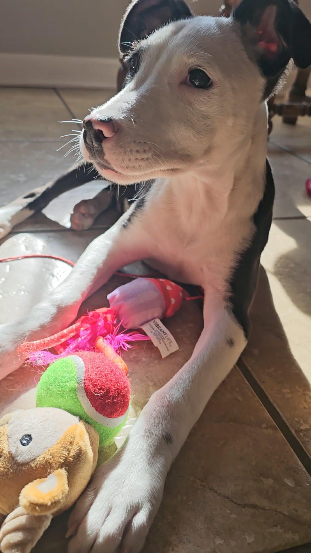 Enlarge Spruce, a ADOPTABLE Pit Bull Terrier in Austin, AR image 3/6