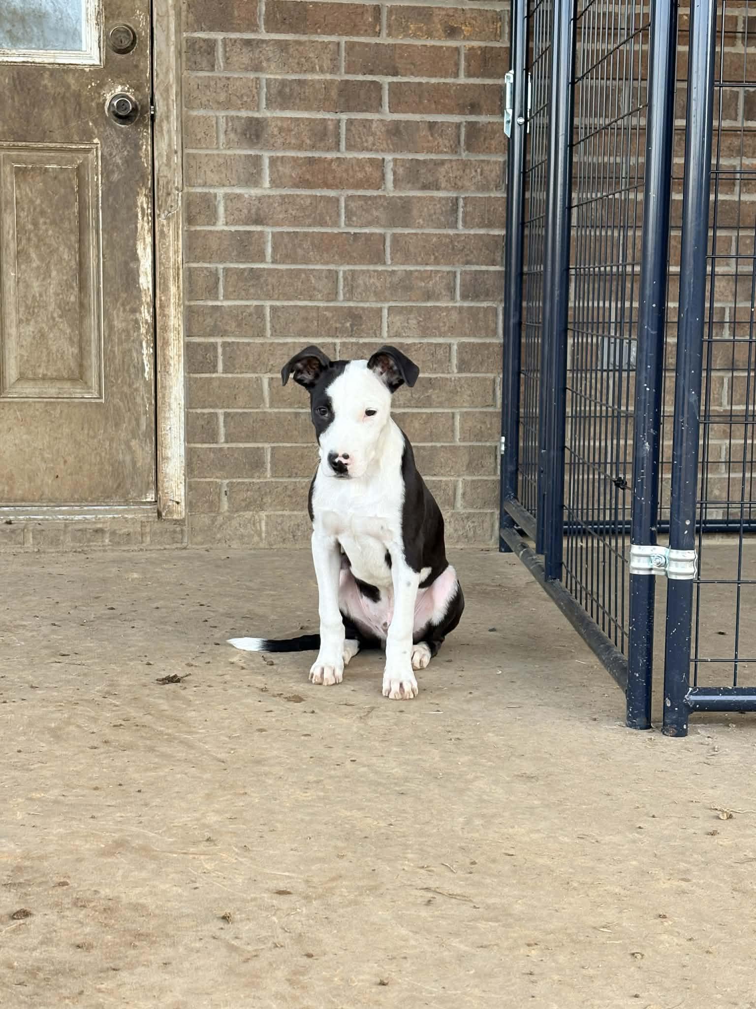 Enlarge Spruce, a ADOPTABLE Pit Bull Terrier in Austin, AR image 5/6