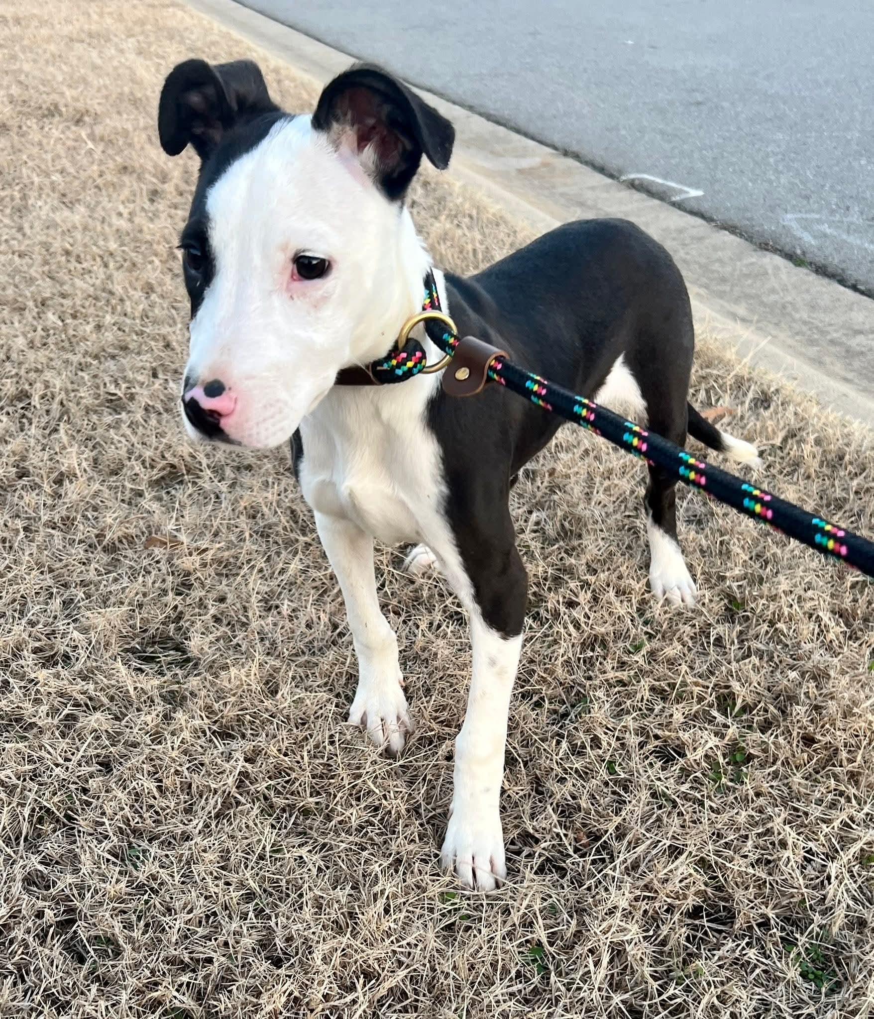 Enlarge Spruce, a ADOPTABLE Pit Bull Terrier in Austin, AR image 1/6