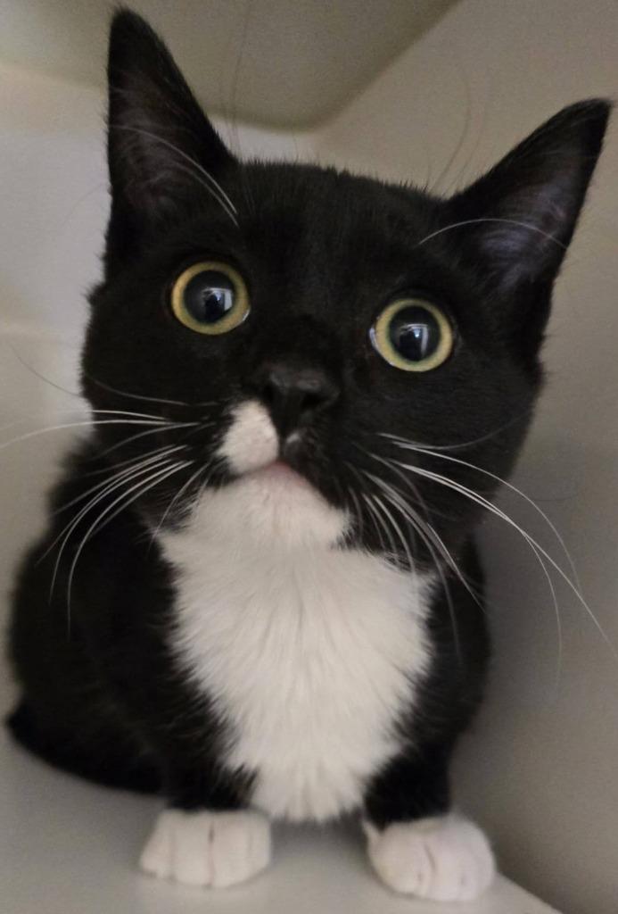 Bogart, Adoptable, Young Male American Shorthair.