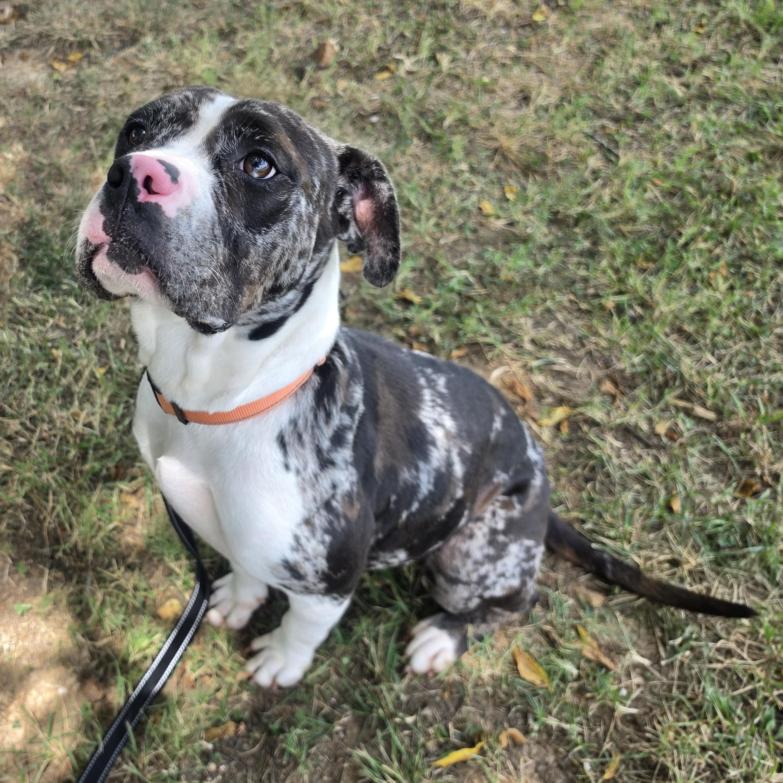 Trinket, ADOPTABLE, Young Female Catahoula Leopard Dog & Boxer.