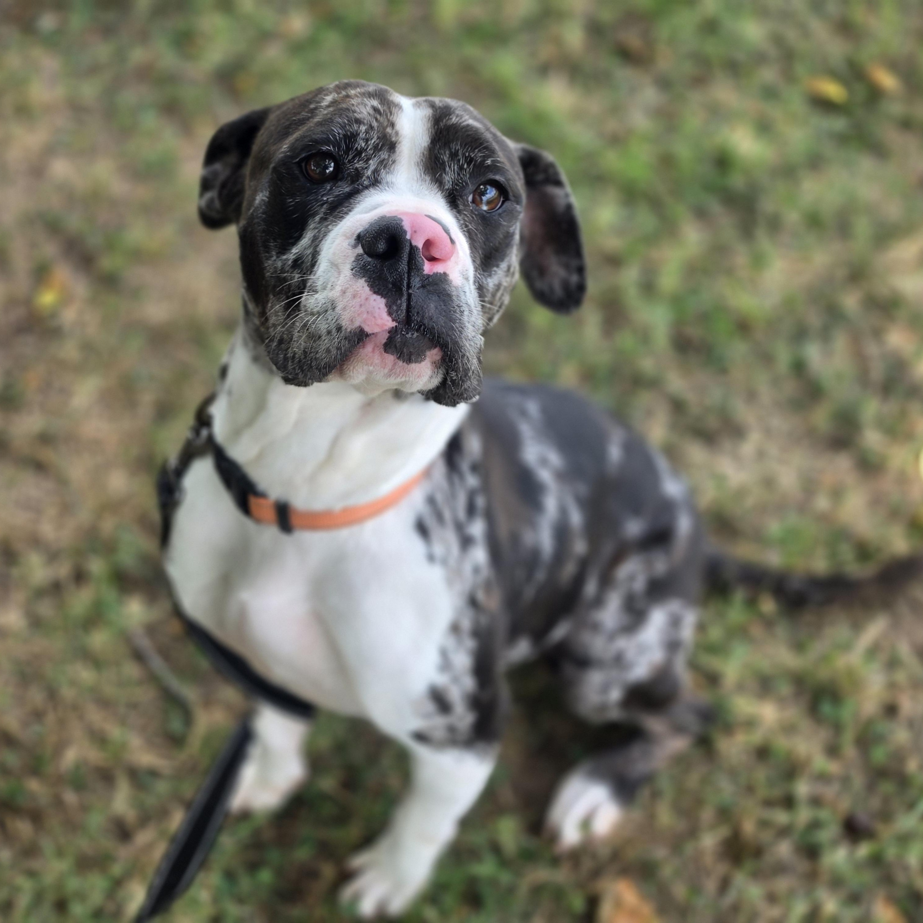 Trinket, a ADOPTABLE mixed breed in Lowell, AR image 4/6