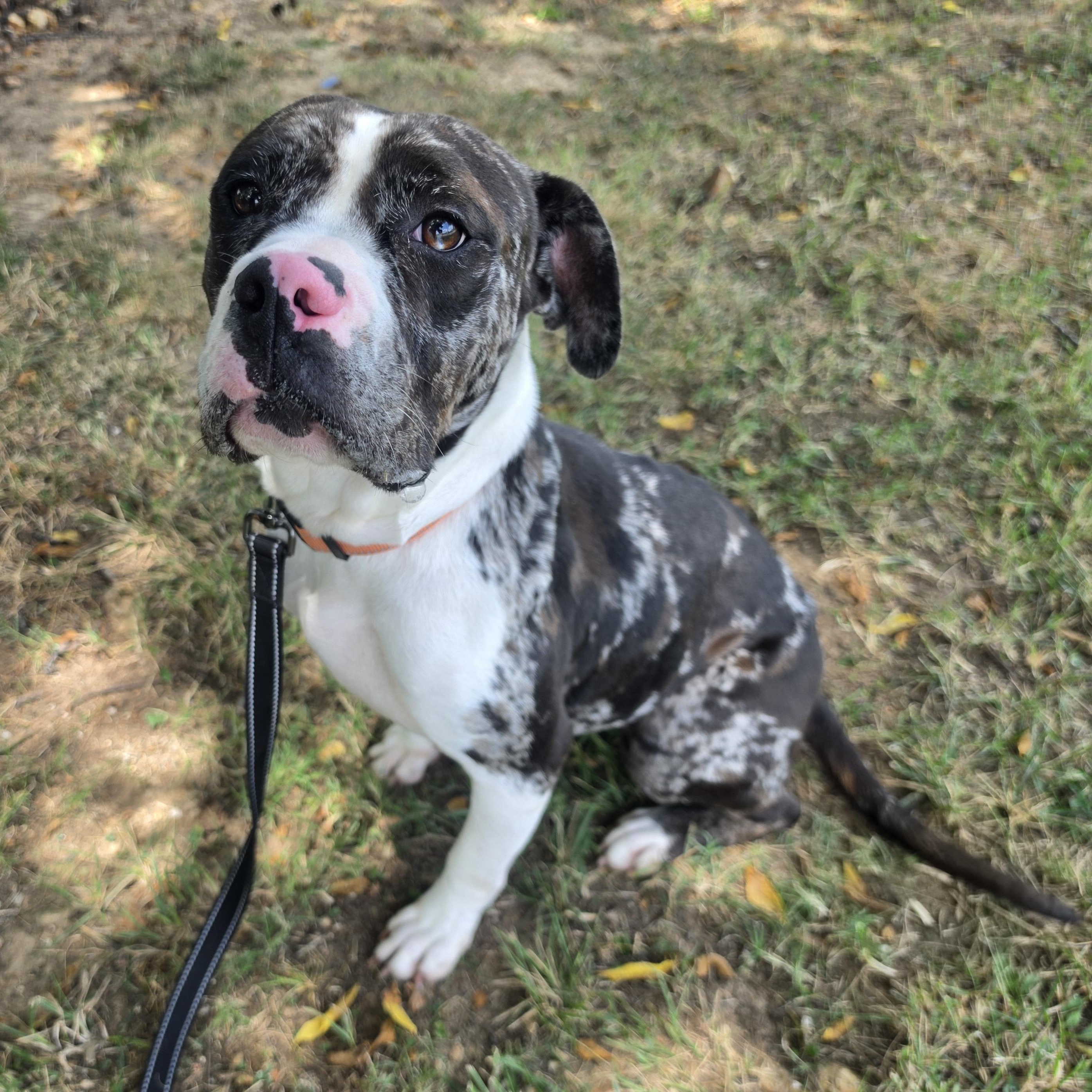 Trinket, a ADOPTABLE mixed breed in Lowell, AR image 5/6