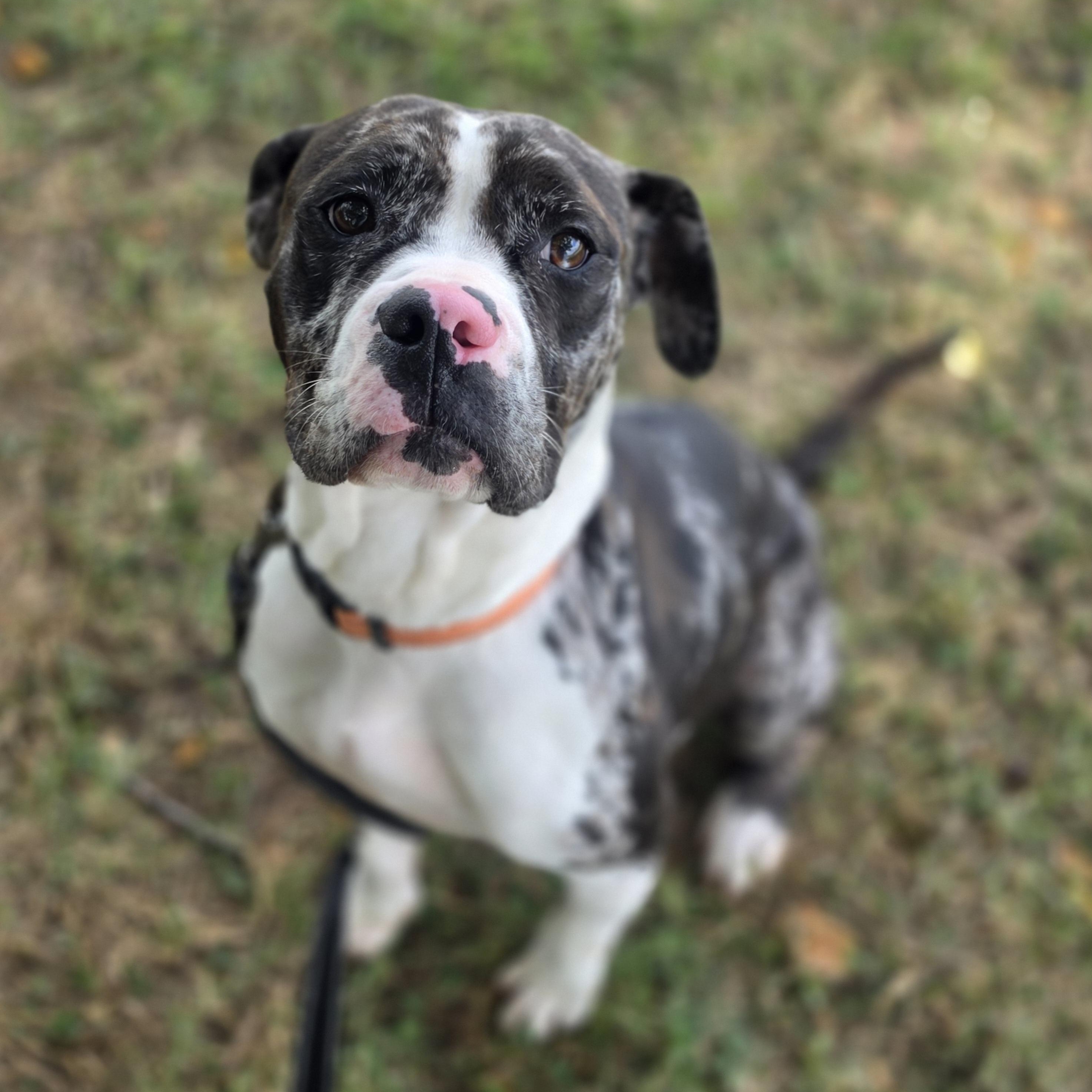 Trinket, a ADOPTABLE mixed breed in Lowell, AR image 6/6
