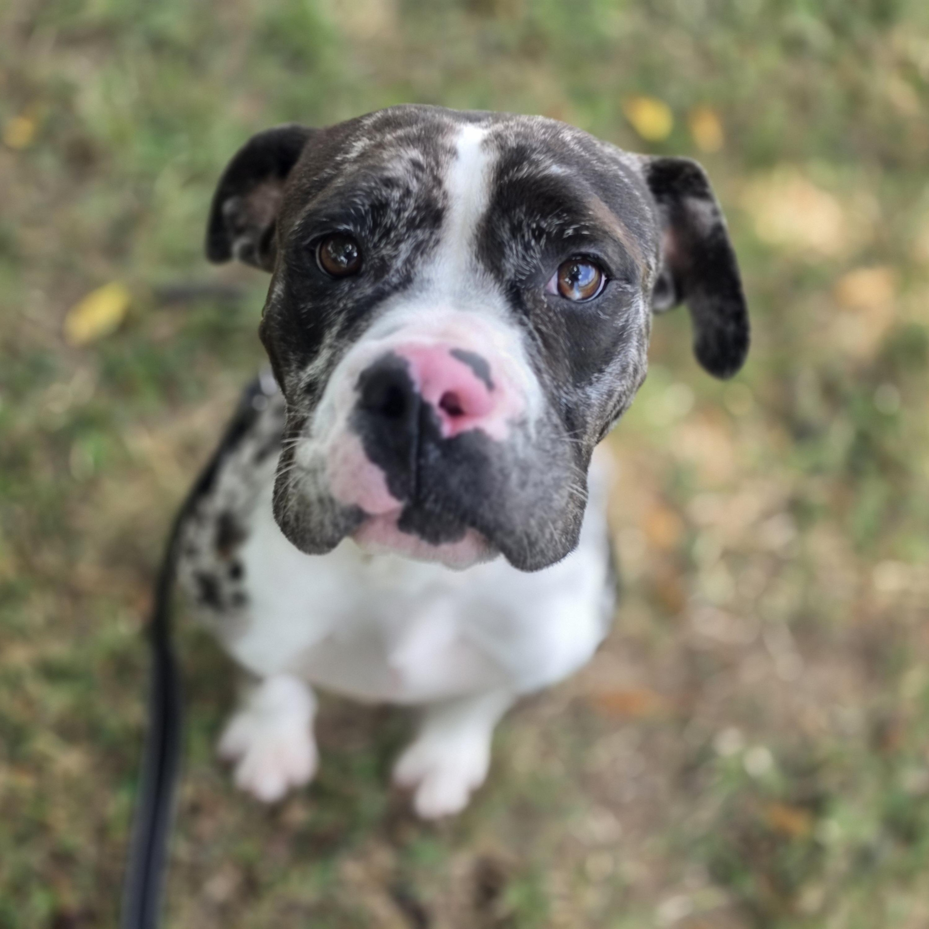 Trinket, a ADOPTABLE mixed breed in Lowell, AR image 2/6