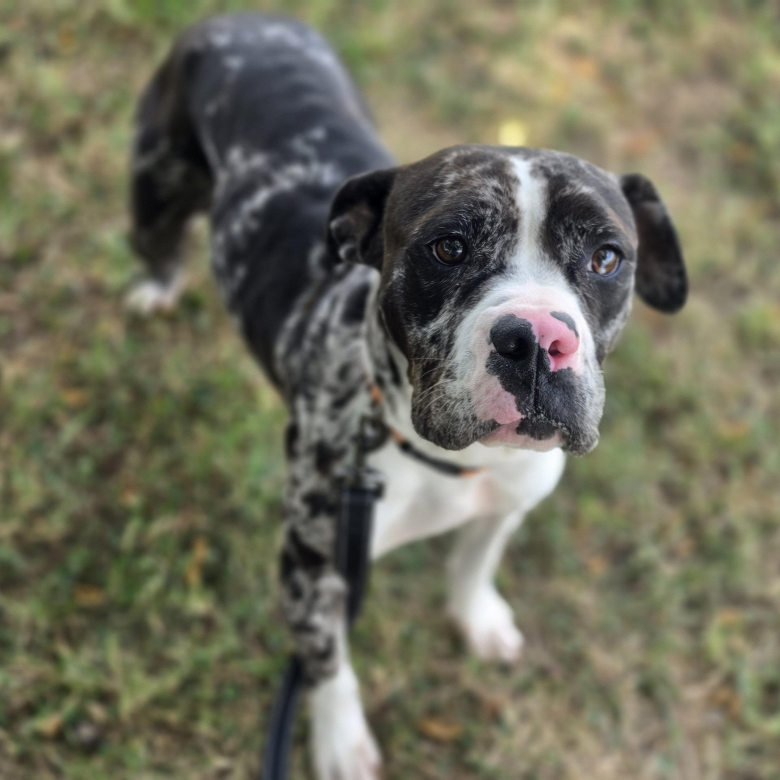 Trinket, a ADOPTABLE mixed breed in Lowell, AR image 3/6