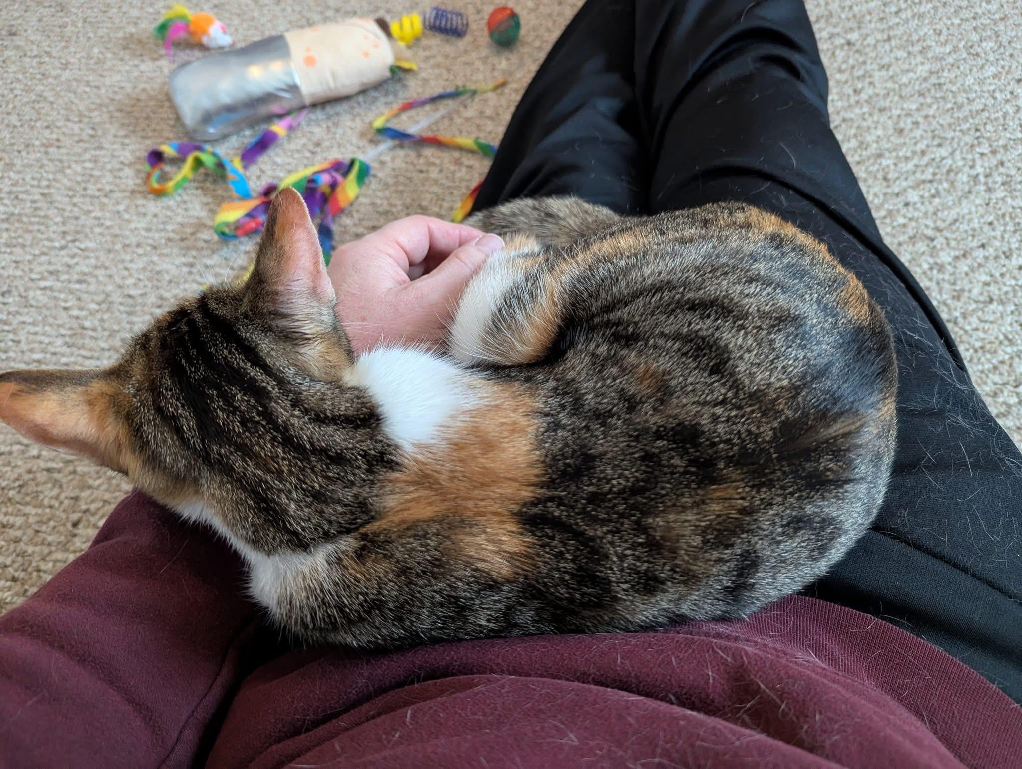 Enlarge Noelle , a ADOPTABLE Domestic Short Hair in Enfield, CT image 4/4