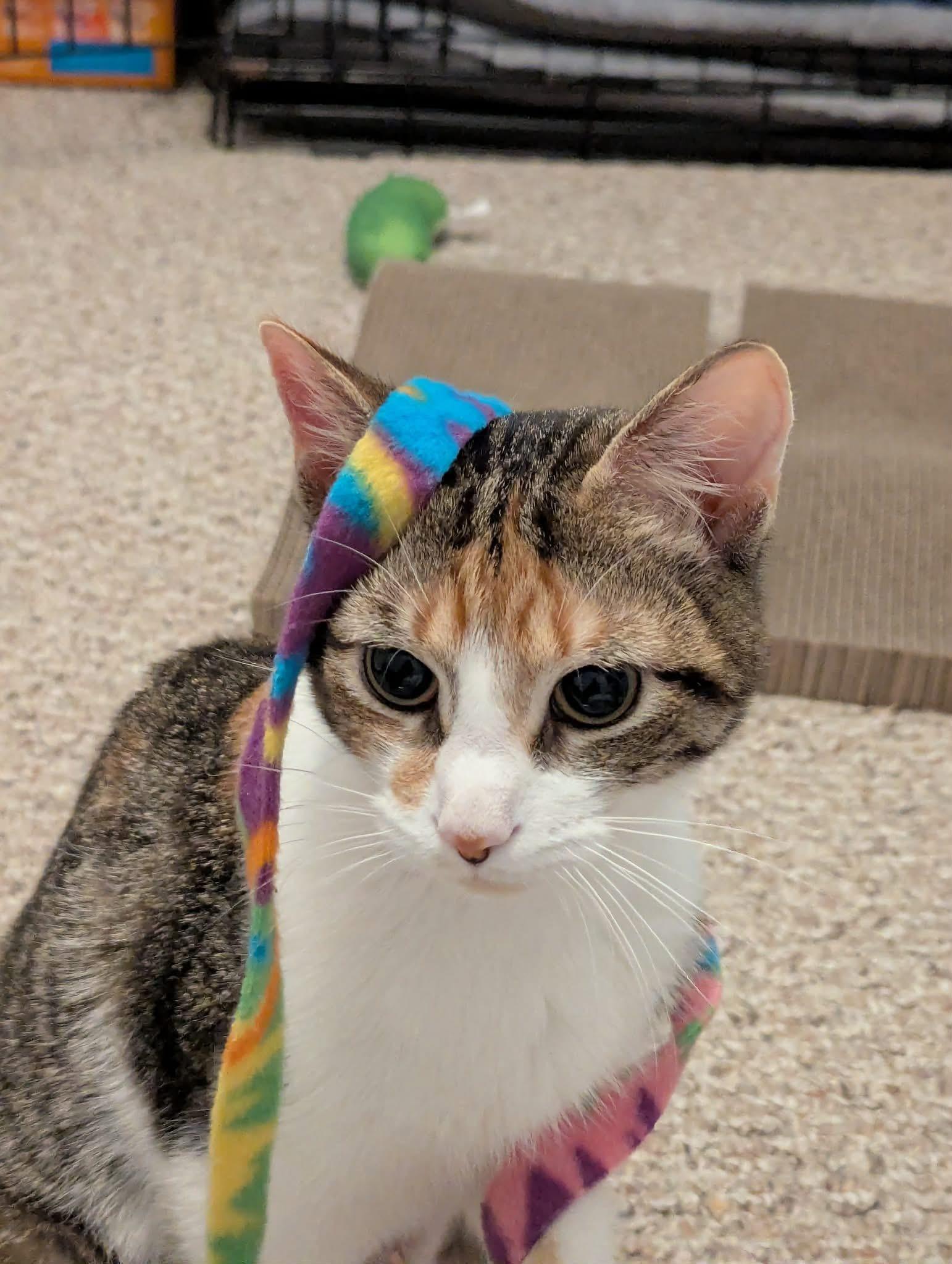 Noelle , ADOPTABLE, Young Female Domestic Short Hair.