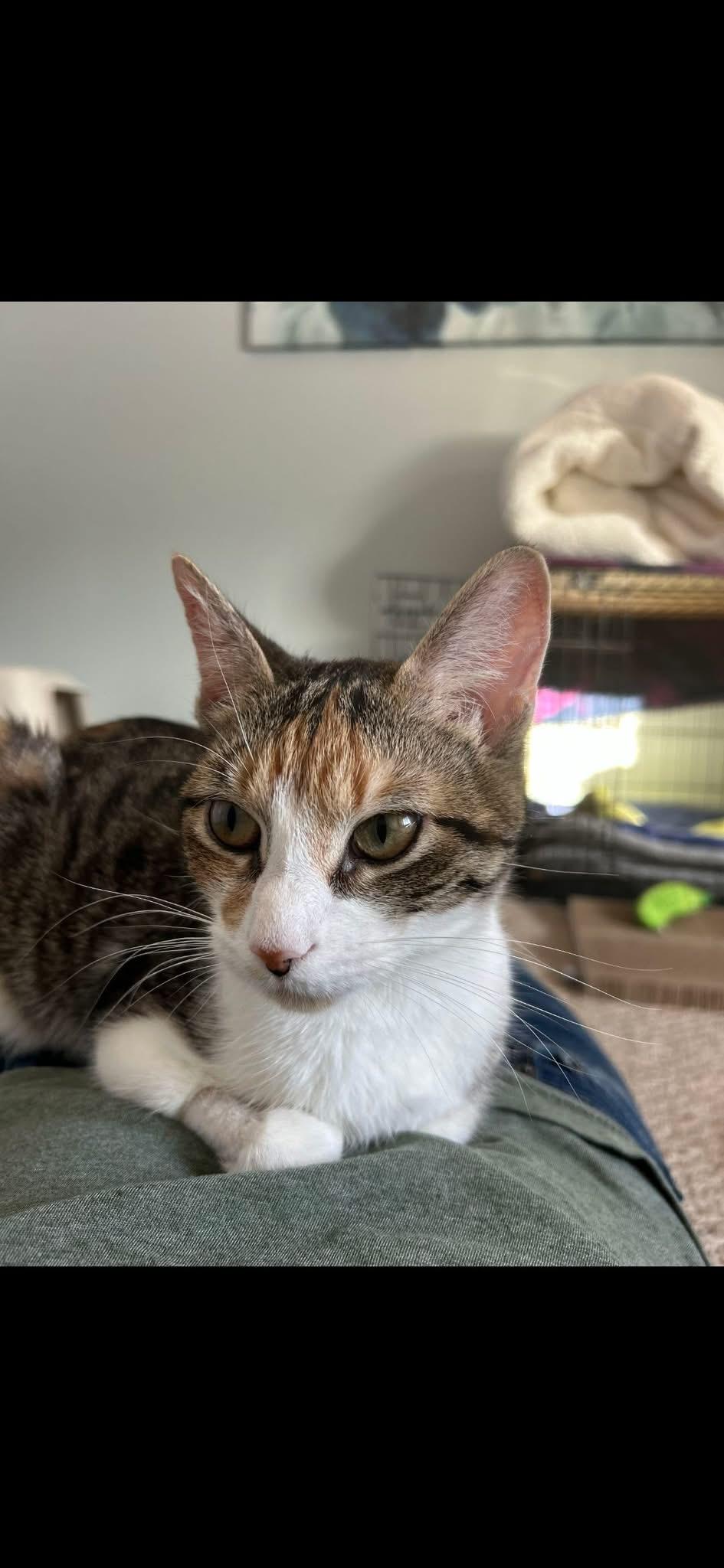 Enlarge Noelle , a ADOPTABLE Domestic Short Hair in Enfield, CT image 2/4