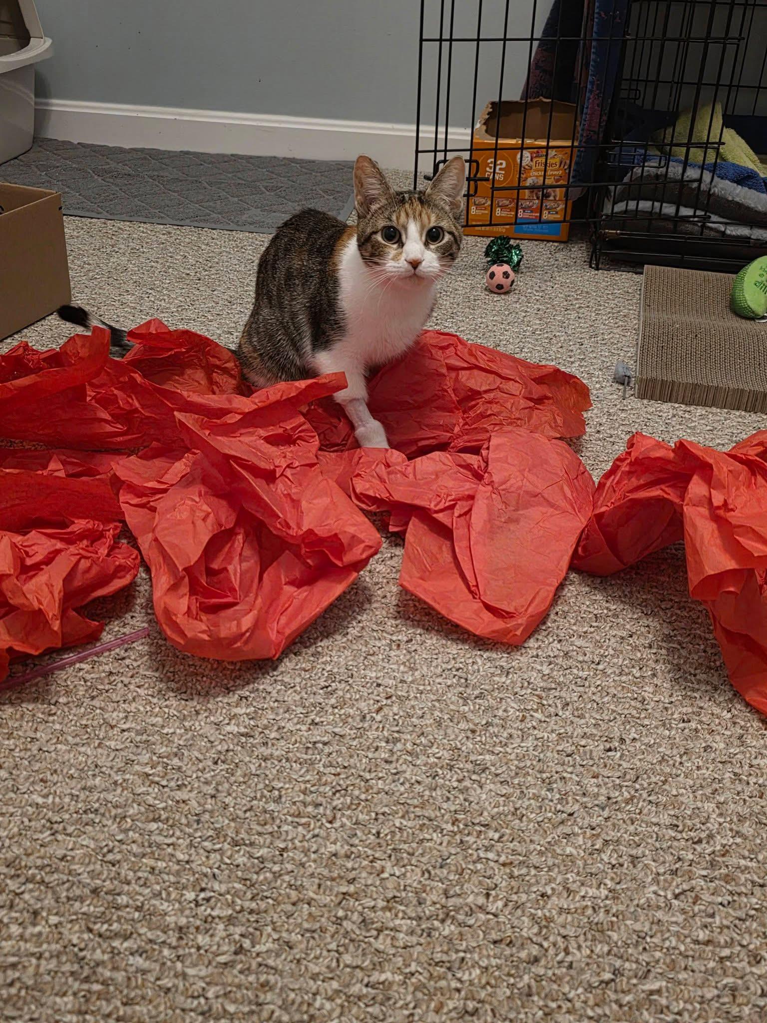 Enlarge Noelle , a ADOPTABLE Domestic Short Hair in Enfield, CT image 3/4