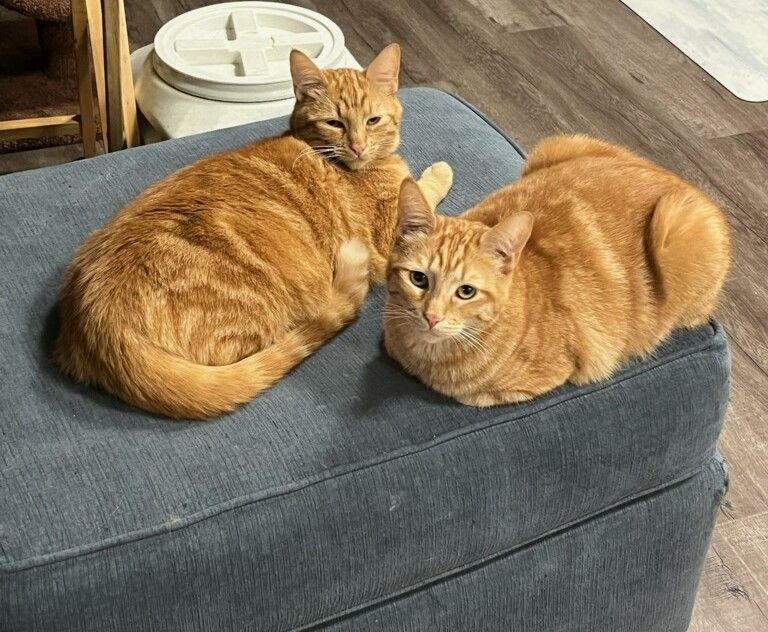 Scooter & Skippy photo 3