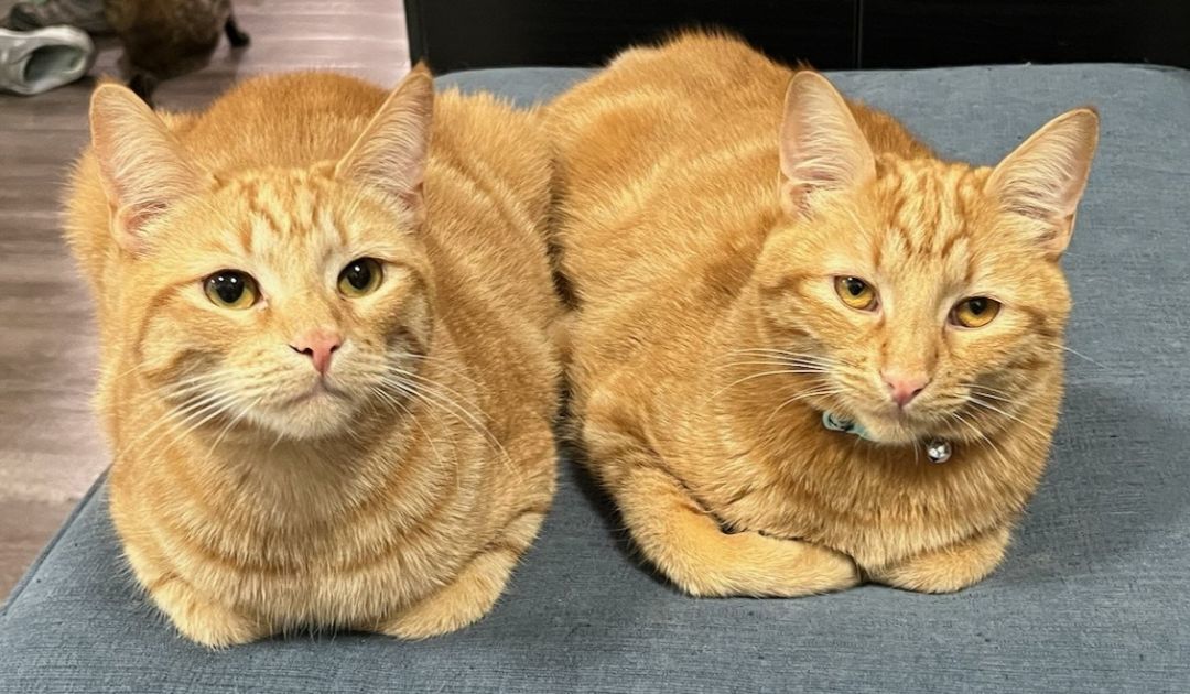 Scooter & Skippy photo 1