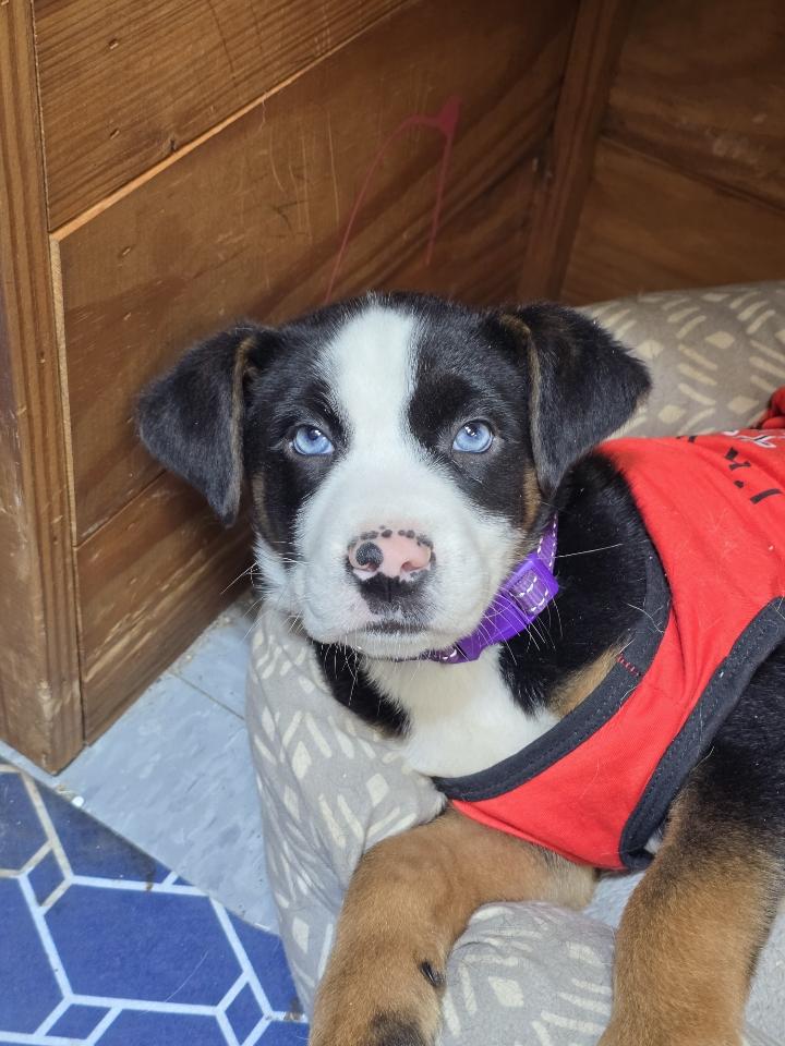Bear, adoptable, Puppy Male Husky.