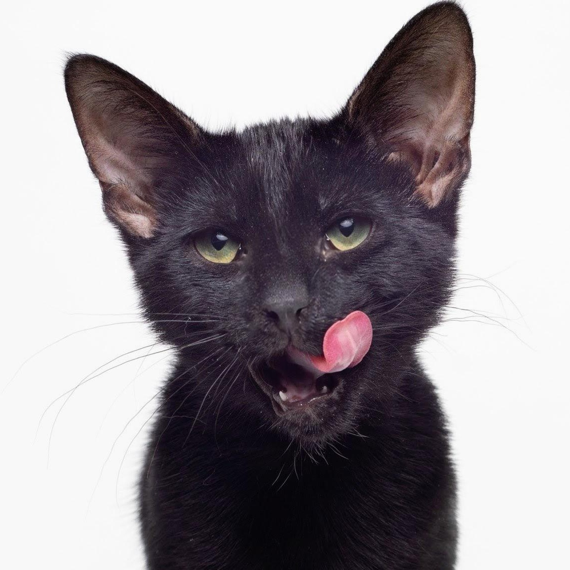 L.G. @ Fat Cat Cafe, a Adoptable Domestic Short Hair in Tallahassee, FL image 2/4