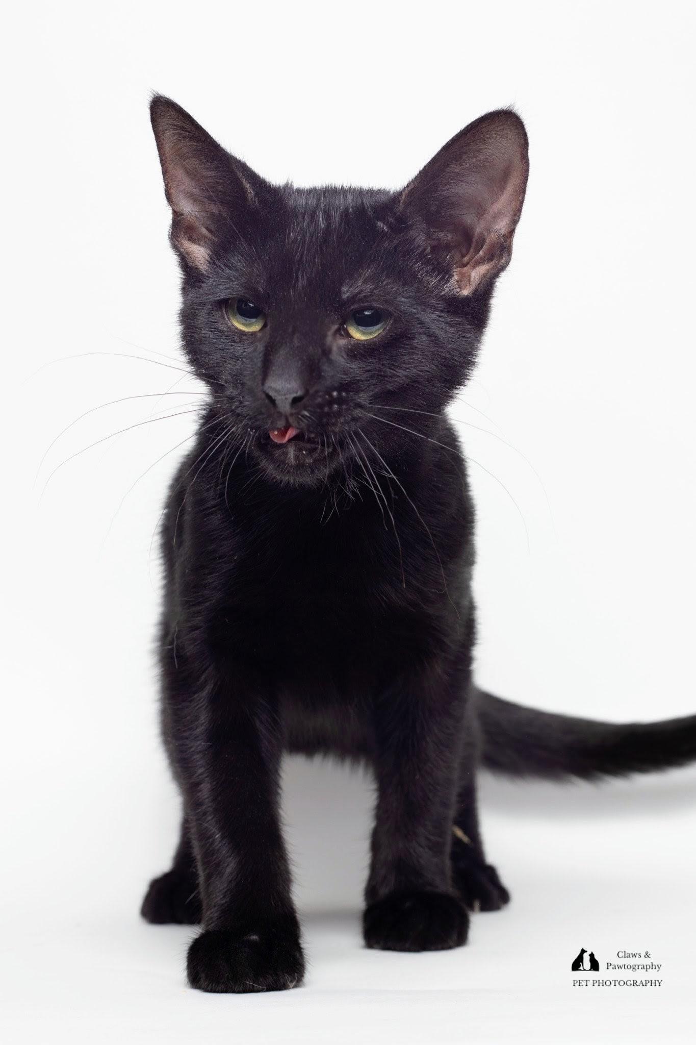 L.G. @ Fat Cat Cafe, a Adoptable Domestic Short Hair in Tallahassee, FL image 3/4