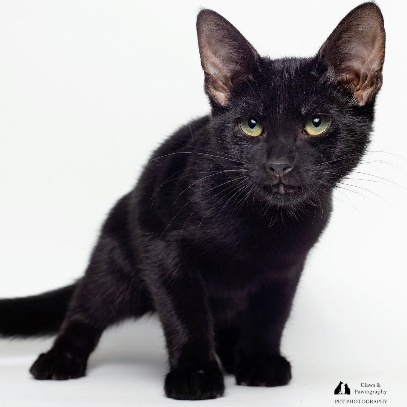 L.G. @ Fat Cat Cafe, Adoptable, Kitten Male Domestic Short Hair.