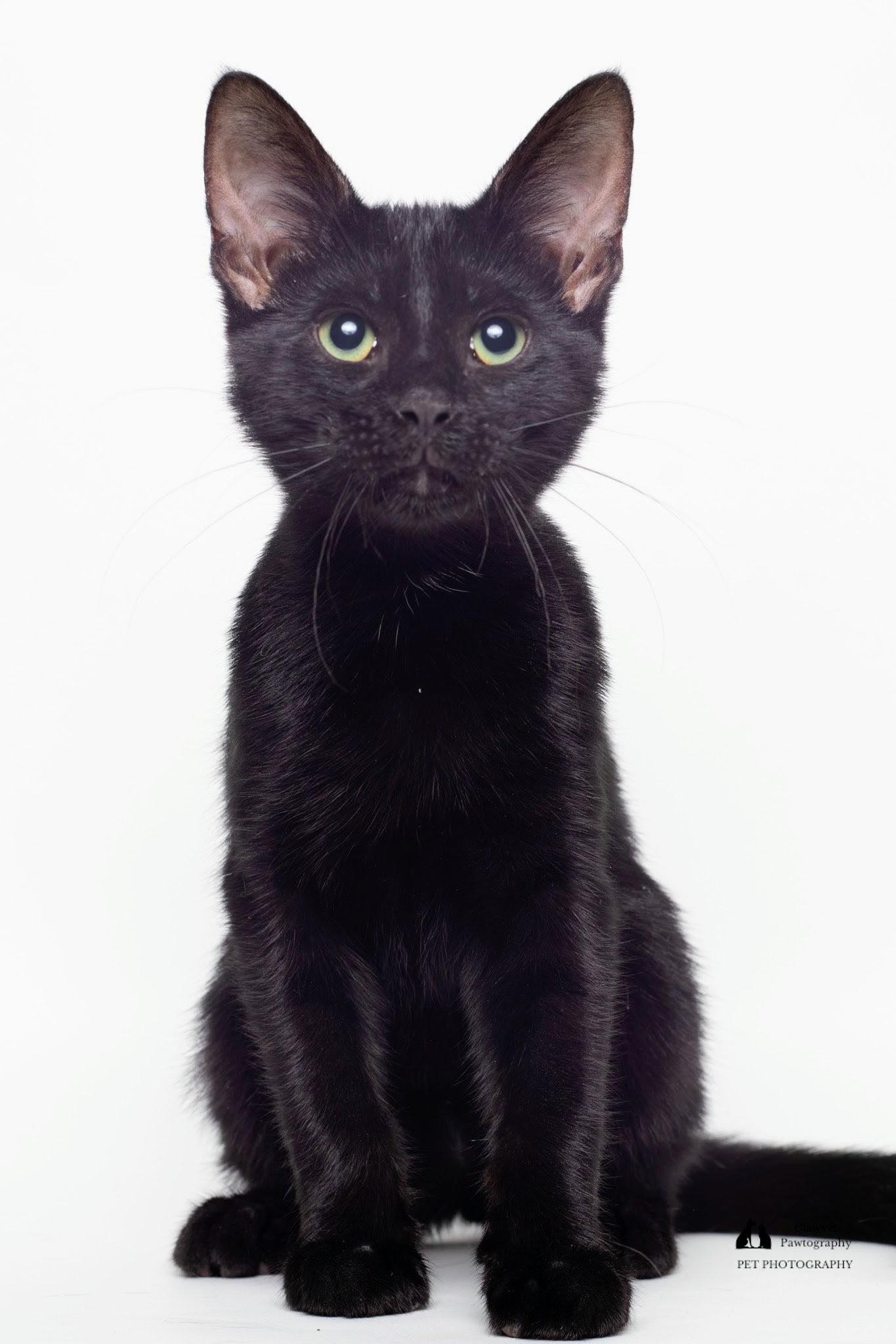 L.G. @ Fat Cat Cafe, a Adoptable Domestic Short Hair in Tallahassee, FL image 4/4