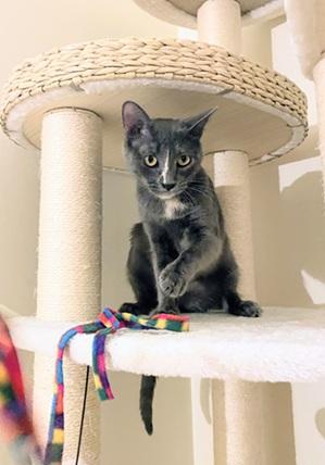 Mia, Adoptable, Young Female Domestic Short Hair & Dilute Tortoiseshell.