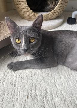 Enlarge Mia, a Adoptable mixed breed in San Francisco, CA image 2/6