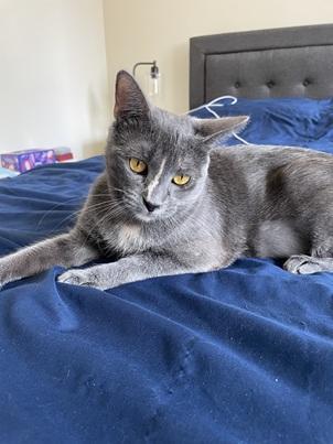Enlarge Mia, a Adoptable mixed breed in San Francisco, CA image 3/6