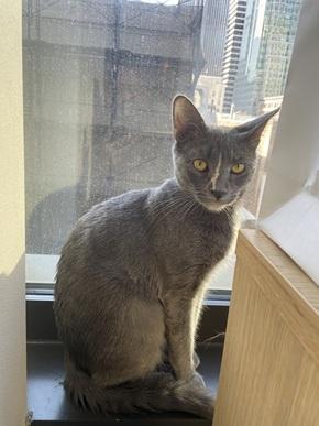 Enlarge Mia, a Adoptable mixed breed in San Francisco, CA image 5/6