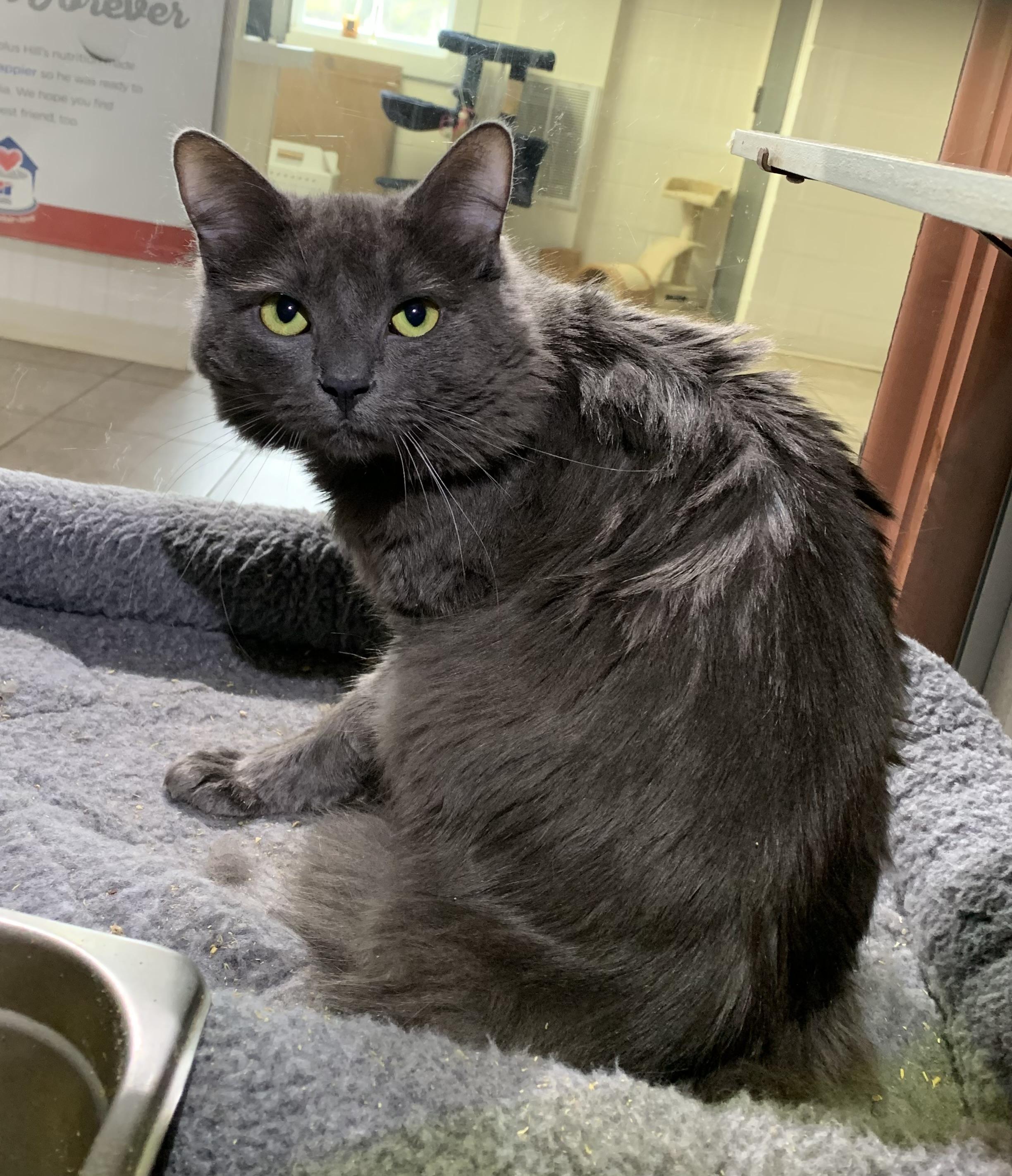 Enlarge Smokey, a ADOPTABLE mixed breed in Massena, NY image 1/1