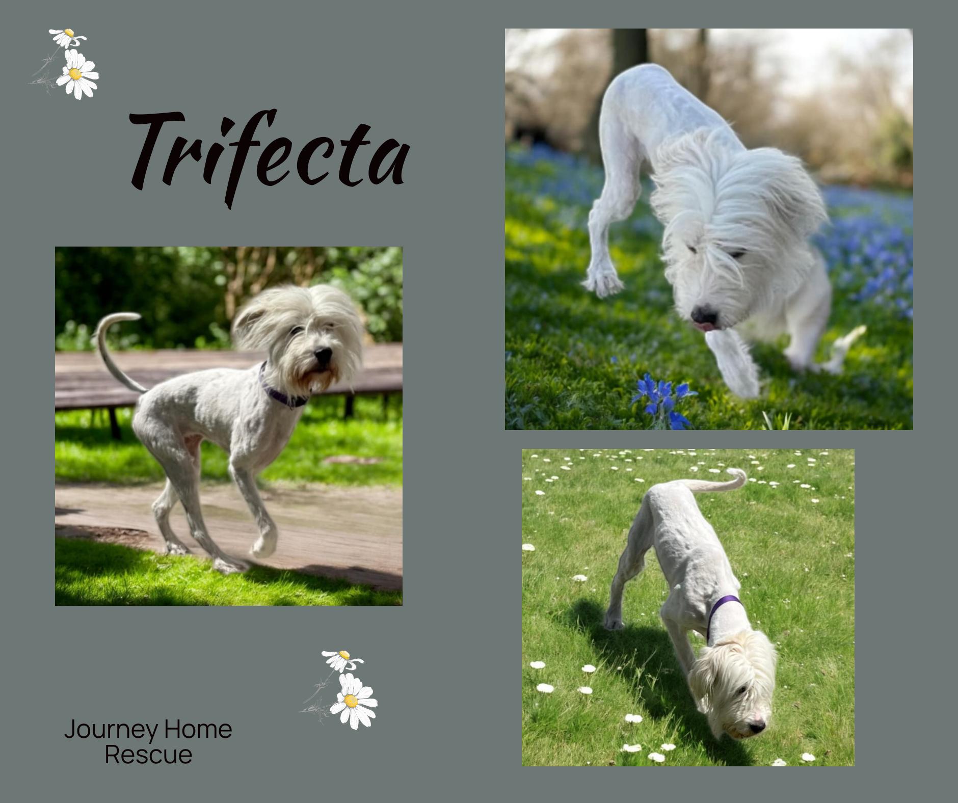 Trifecta thumbnail 2