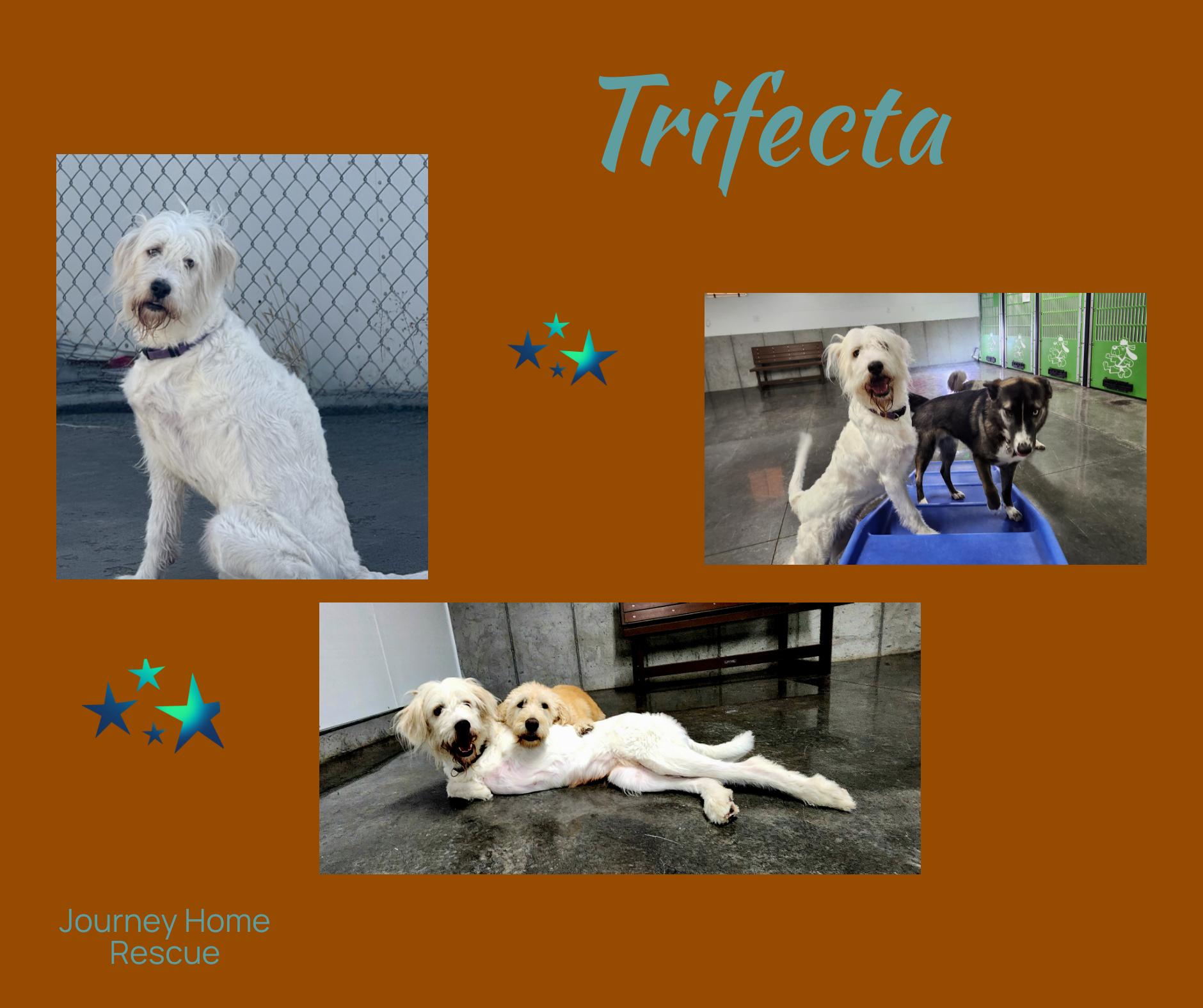 Trifecta thumbnail 3