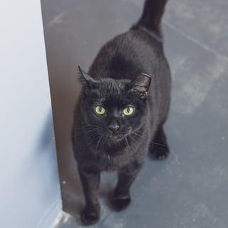 Enlarge Bombay, a ADOPTABLE Domestic Short Hair in Astoria, NY image 5/6