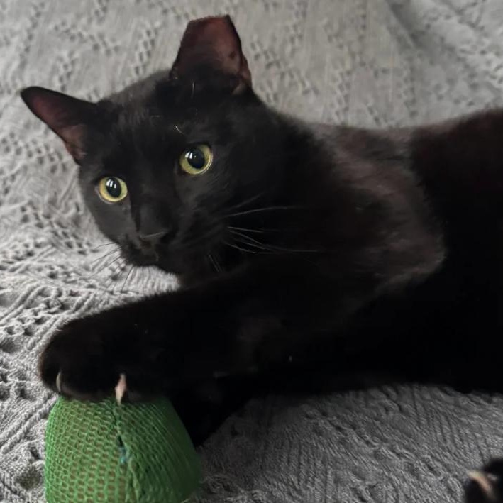 Enlarge Bombay, a ADOPTABLE Domestic Short Hair in Astoria, NY image 1/4