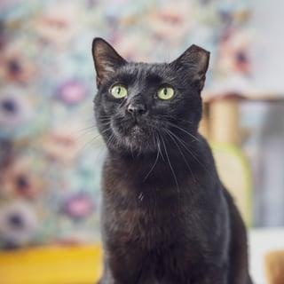 Enlarge Bombay, a ADOPTABLE Domestic Short Hair in Astoria, NY image 3/6