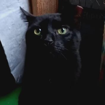 Enlarge Bombay, a ADOPTABLE Domestic Short Hair in Astoria, NY image 3/4