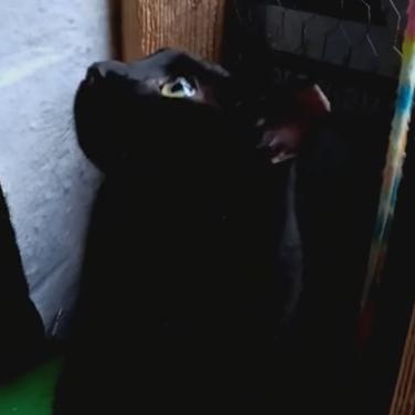 Enlarge Bombay, a ADOPTABLE Domestic Short Hair in Astoria, NY image 4/4