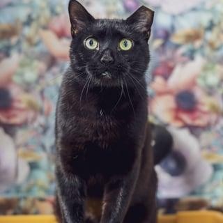 Bombay, ADOPTABLE, Adult Male Domestic Short Hair.