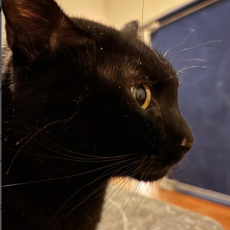 Enlarge Bombay, a ADOPTABLE Domestic Short Hair in Astoria, NY image 2/4