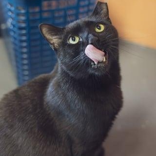Enlarge Bombay, a ADOPTABLE Domestic Short Hair in Astoria, NY image 2/6