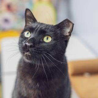 Enlarge Bombay, a ADOPTABLE Domestic Short Hair in Astoria, NY image 4/6