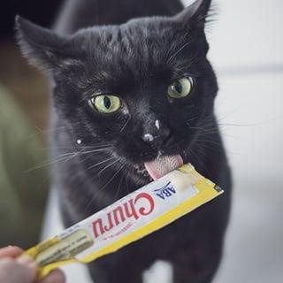 Enlarge Bombay, a ADOPTABLE Domestic Short Hair in Astoria, NY image 6/6